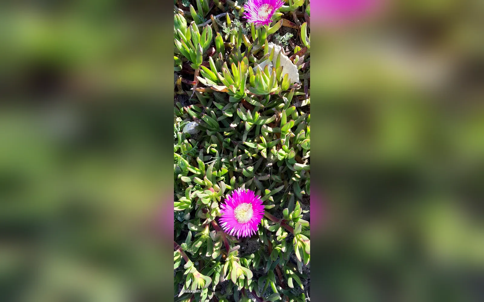Giardino di Residence ERANOVA-TORRE, San Ferdinando (Calabria) (foto 12)